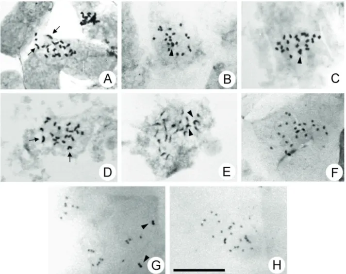 Figure 1.  Mitotic metaphases of Vochysiaceae species. A-D. QRC clade, 2n = 22 chromosomes