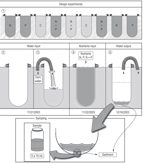 Figure 2. Schedule of the design experiments with different treatments of mesocosms installed in the Corvo river  (Rosana reservoir)