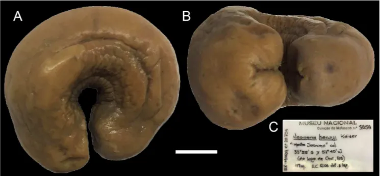 Figure 1. Neomenia herwigi. Lateral (A) and ventral (B) view of one of the two individuals used by Rios (1980) to record this species from Brazil