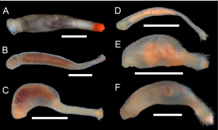 Figure 2. Caudofoveata species from Campos Basin, southeastern Brazil. A and B are F. targatus and F