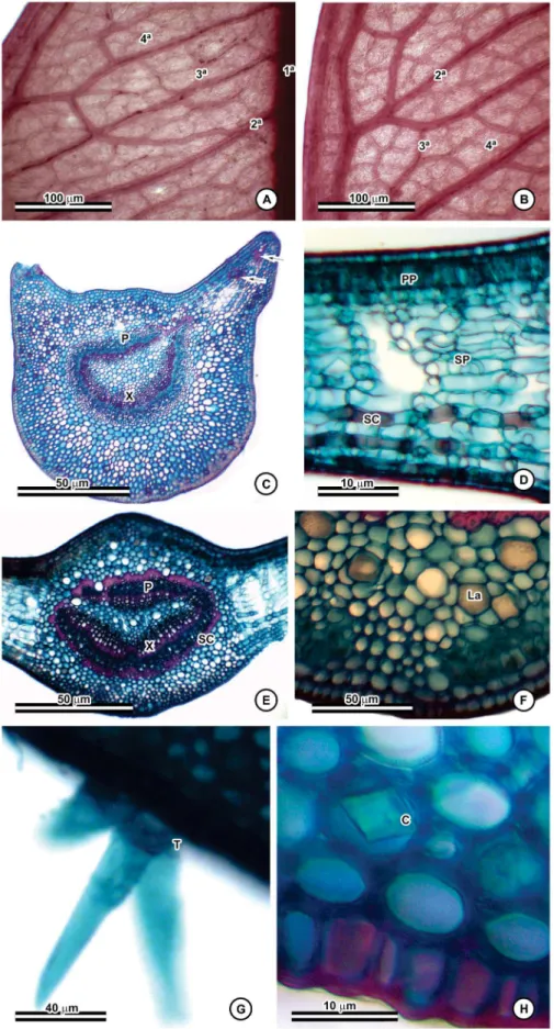 Figure 2. Morphoanatomic characters of D. cuspidatum. A–B. Venation pattern showing primary, secondary, intersecondary, tertiary, and quaternary veins;  C
