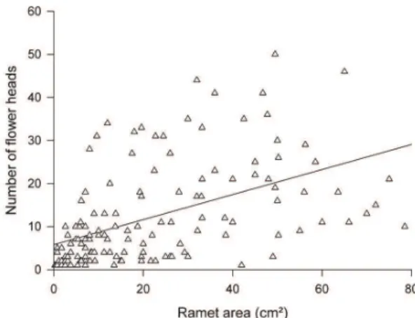 Figure 1. Linear regression between ramet area (cm 2 ) and  number  of  flower  heads  per  ramet  (r 2  = 0.24; p &lt; 0.001; 