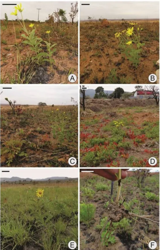 Figure 2. General view of the field in which the six Aldama grandiflora populations were grown