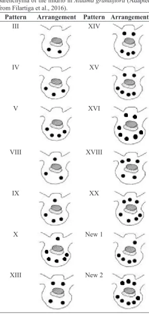 Table 4.  Secretory duct distribution patterns in the ground  parenchyma of the midrib in Aldama grandiflora (Adapted  from Filartiga et al., 2016).