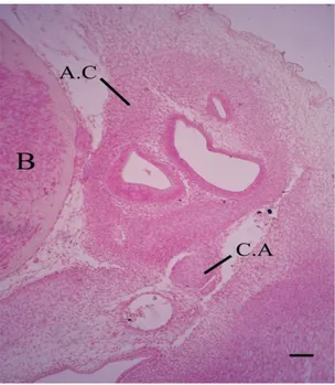 Figure 1.  Photomicrograph (H&amp;E) of a transverse section  passing through the auditory region at 6.5 cm total body  length,  showing  the  dorsal  portion  of  undifferentiated  mesenchymatous rod shape columella auris (C.A) close to  the auditory caps