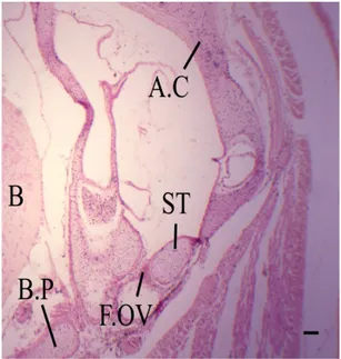 Figure 5. Photomicrograph (H&amp;E) of a transverse section  passing through the auditory region at 7.2 cm total body  length, showing the articulation between the quadrate (Q.C)  and Meckel’s cartilage (M.C)