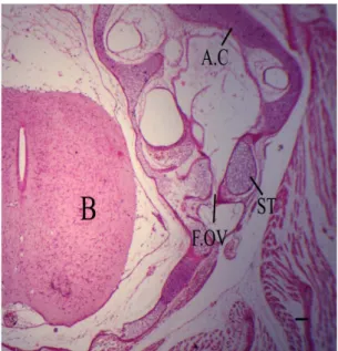 Figure 8. Photomicrograph (H&amp;E) of a transverse section  passing through the auditory region at 8.3 cm total body  length,  showing  well  chondrified  massive  quadrate