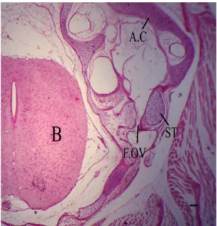 Figure 8. Photomicrograph (H&amp;E) of a transverse section  passing through the auditory region at 8.3 cm total body  length,  showing  well  chondrified  massive  quadrate