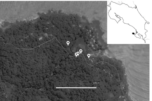 Figure 1. Sites of the field observations of Epiperipatus sp. foraging at night, Bahía Drake, South Pacific of Costa Rica  (based on Google Earth).