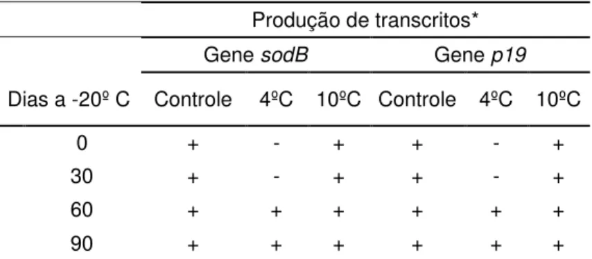 Tabela  5:  Produção  de  transcritos  para  os  genes  sodB  e  p19  por  cepas  de  C.jejuni  ATCC  33291  criopreservadas  em  leite  UHT,  com  e  sem  submissão  a  pré-tratamentos  a  4ºC  e  10ºC  por 30 minutos antes do armazenamento a -20ºC