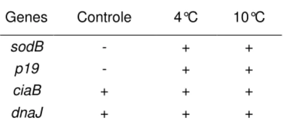 Tabela 6: Produção de transcritos para os genes sodB e p19, ciaB e dnaJ por cepas de C.jejuni  ATCC  33291  criopreservadas  em  neopeptona  +  glicerol  12%,    com  e  sem  submissão  a   pré-tratamentos a 4ºC e 10ºC por 30 minutos antes do armazenamento