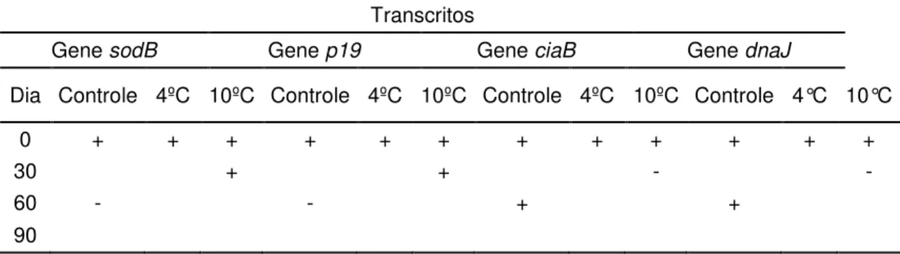 Tabela 7: Produção de transcritos por cinco cepas de C.jejuni NCTC 11351 criopreservadas em  neopeptona + glicerol 12%, discriminado por tratamentos e tempo de armazenamento a -20ºC