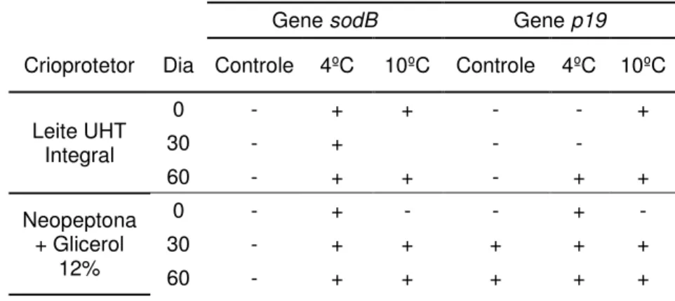 Tabela 9: Presença de transcritos dos genes sodB e p19  por 20 cepas de  C. jejuni IAL 2383   recuperadas na forma viável após manutenção em dois crioprotetores a -20º C