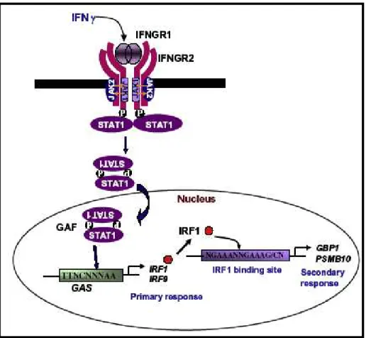 Figura  I:  Mecanismos  moleculares  da  sinalização  intracelular  induzida  por  IFN6γ