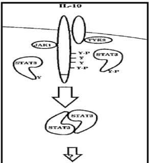 Figura  II:  Mecanismos  moleculares  da  sinalização  intracelular  mediada  por  IL610