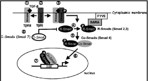 Figura III: Mecanismos moleculares da sinalização intracelular induzida por TGF6β. A ligação de  TGF6β  ao  seu  receptor  específico  induz  à  sinalização  via  proteínas  Smads:  TGF6β  liga6se  ao  receptor tipo II (TβRII) promovendo o recrutamento e a