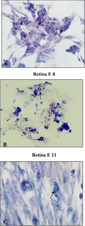 Figura  2.  Susceptibilidade  das  células  da  retina  (E8  e  E11)  à  infecção  por  T