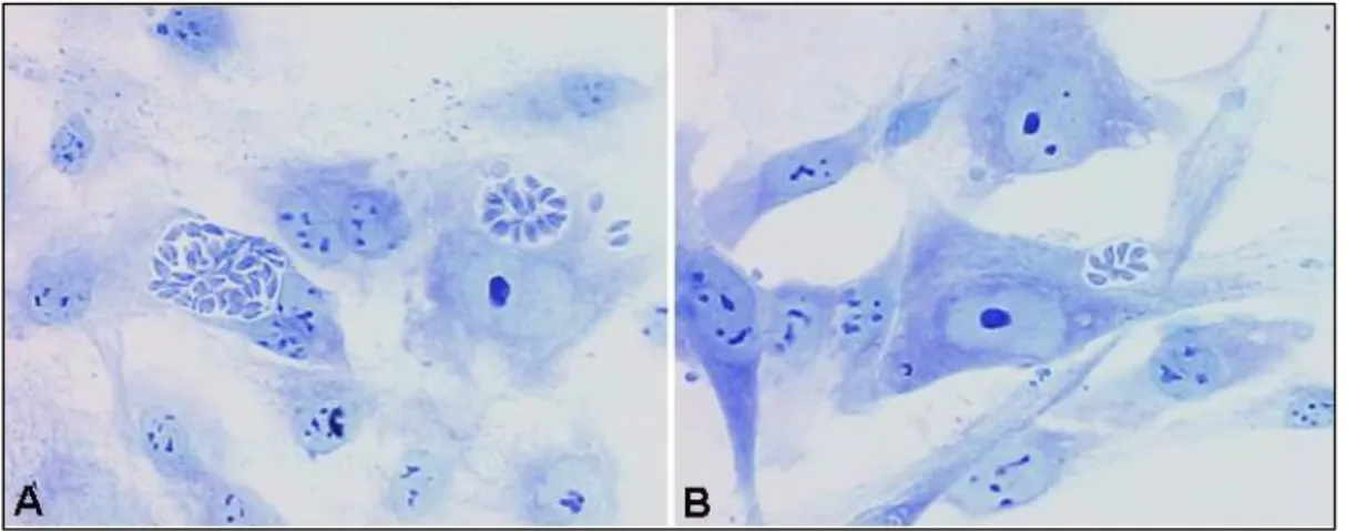 Figura 7. Fotomicrografia de astrócitos humanos infectados com taquizoítas da cepa RH  de  T.gondii  tratados  e  não  tratados  com  heparina  solúvel,  360x
