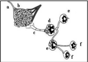 Figura 1.3: Concetualização esquemática do gânglio sentinela: a – artéria, b – veia,  c – canal  linfático, d – gânglio sentinela, e – segundo gânglio linfático, f – terceiro gânglio linfático