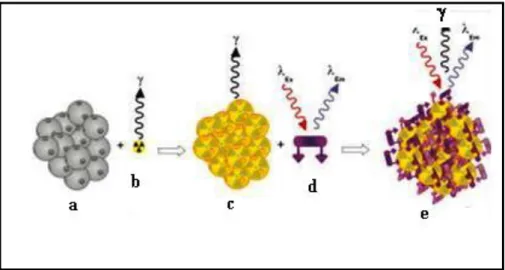 Figura  1.5:  Representação  esquemática  do  colóide  de  albumina  radiomarcado  com  99m Tc  (nanocoll)  e  marcação  fluorescente  com  ICG:  a  –  Nanocoll  (agregados  de  albumina  serosa  humana);  b  –  99m Tc,  c  –  99m Tc-Nanocoll;  d  –  ICG; 