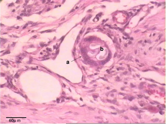 Figura 7. Fotomicrografia do reparo cicatricial do tendão do  ventre lateral do músculo gastrocnêmio  de  coelhos