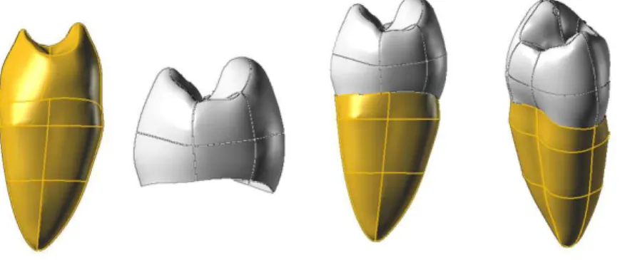 Figura 5.  Geração de modelo hígido baseado nos principais marcos anatômicos e  com auxílio de ferramenta específica do programa (Superfícies NURBS)