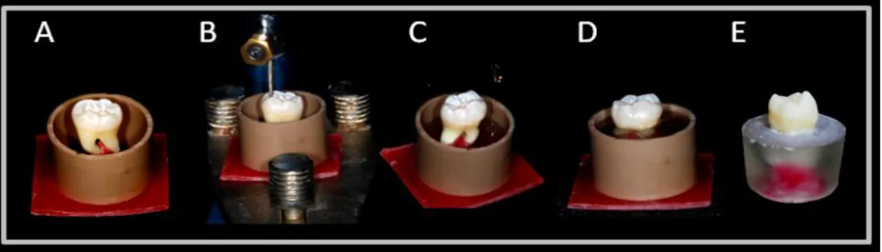 Figura 1. Inclusão dos dentes em resina de poliestireno: (A) fixação do dente  com cera utilidade dentro do tubo de PVC, (B) nivelamento das cúspides com  delineador, (C) colocação da resina de poliestireno dentro do tubo de PVC, (D)  polimerização da resi