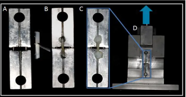 Figura 9. Fixação dos palitos na garra do dispositivo de Geraldeli para o ensaio  de  Microtração:  (A)  colocação  do  adesivo  a  base  de  cianocrilato  nas  extremidades do palito, (B) posicionamento do  palito na garra e colocação do  adesivo  cobrind