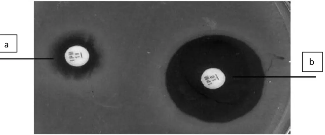 Figura  3:  Teste  fenotípico  para  detecção  de  produção  de  MBL  por  disco  combinado; (a) imipenem; (b) imipenem + EDTA