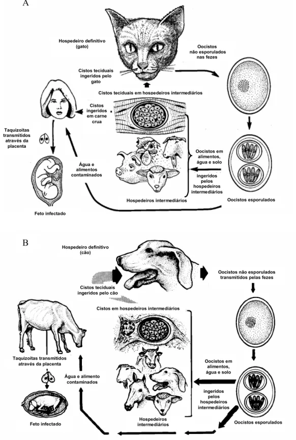 Figura 1. Ciclo biológico de Toxoplasma gondii (A) e Neospora caninum (B). 