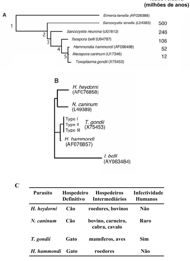 Figura 2.  Comparação filogenética entre parasitos do filo Apicomplexa baseada em  sequências SSU (A) e ITS1 (B) do DNA ribossomal
