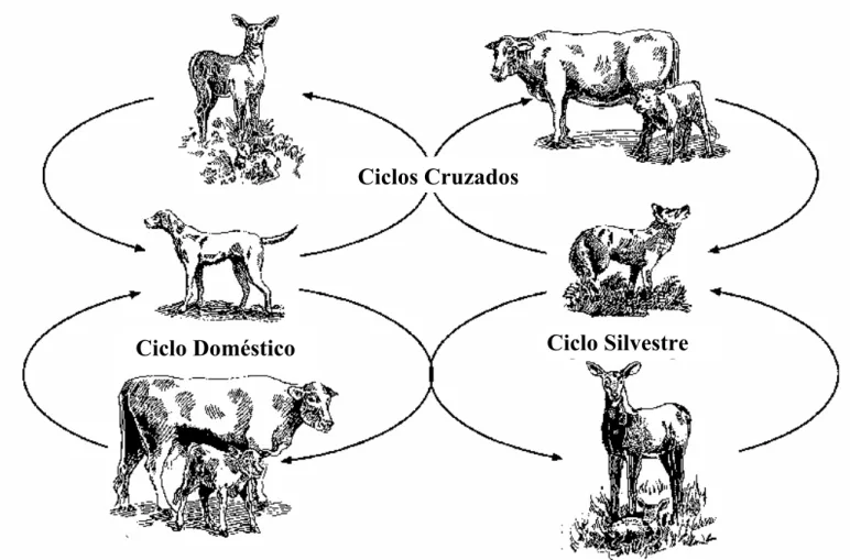 Figura 4. Ciclos de transmissão de Neospora caninum entre animais domésticos e  silvestres