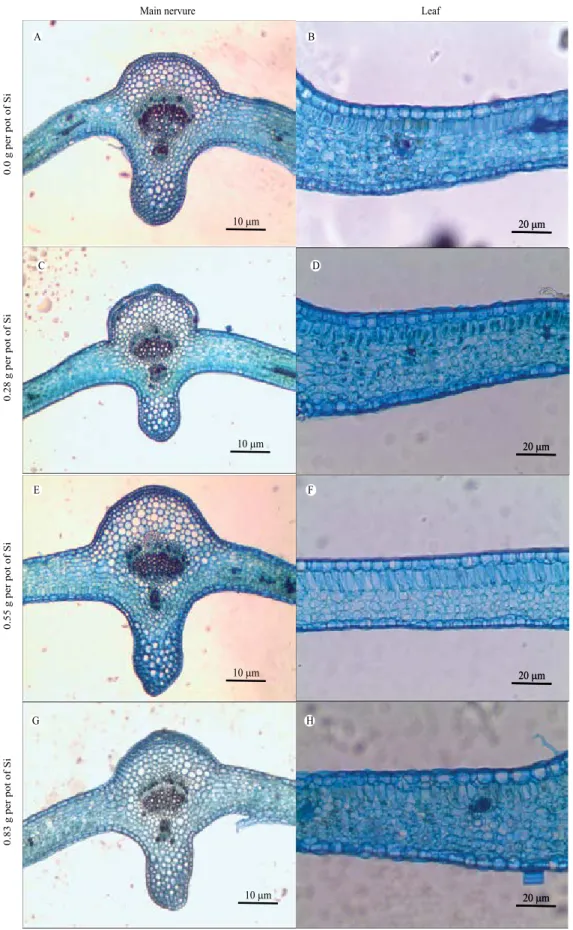 Figure 2. Photomicrographs of cross sections of Passiflora edulis  main nervure and leaf, subjected to different silicon  (silicic acid) concentrations.