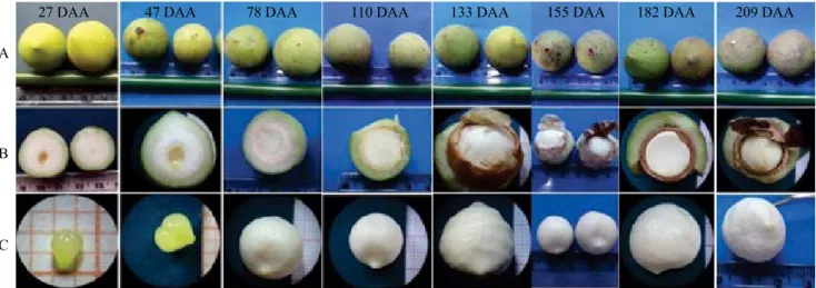 Figure 2.  Development of guanandi ( Calophyllum brasiliense ) fruit and embryos. A, whole fruit; B, cut fruit, internal  visualization; and C, embryos