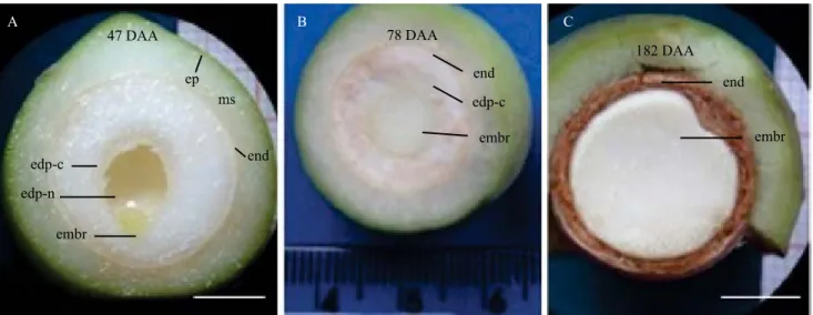 Figure 3.  Guanandi ( Calophyllum brasiliense ) fruit in a longitudinal cut. A and B, fruit at initial development stages, with  the presence of the helobial (nuclear and cellular) and sole cellular endosperms, respectively; and C, fruit at the end of the 