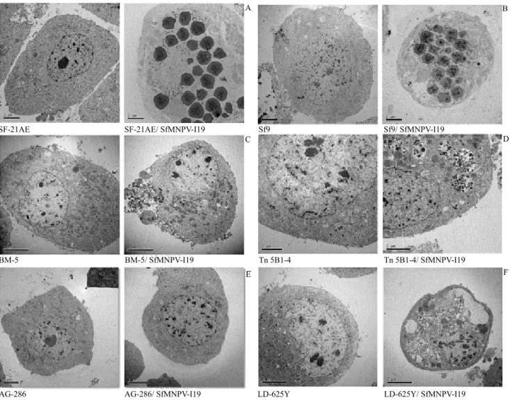 Figure 2. Electron micrographs of mock-infected cells (left) and cells infected with SfMNPV-19 at 96-hour p.i