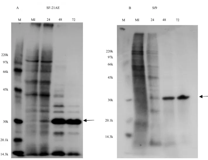 Figure 3. Protein synthesis in SfMNPV-infected insect cells at 24, 48, and 72 hours postinfection
