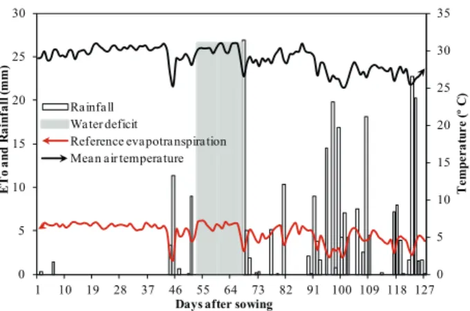 Figure 1. Climatic data (rainfall, reference evapotranspiration - ETo  and mean air temperature) and water deficit imposition  period (stage VT to R2) throughout the phenological  cycle of corn hybrids.