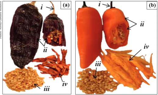 Figure 1. Fruits of Capsicum chinense (a) and C. baccatum (b), showing the different fruit parts/structures: peduncle (i), pericarp (ii),  seed (iii) and placenta (iv).