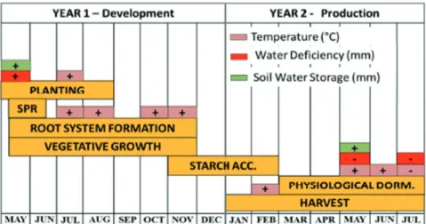 Figure 6. Influence of the main meteorological variables (higher angular coefficients during the cassava crop cycle, as detected by  the models for estimating the sweet cassava yield in the São Paulo state) and the phenological phase they affect