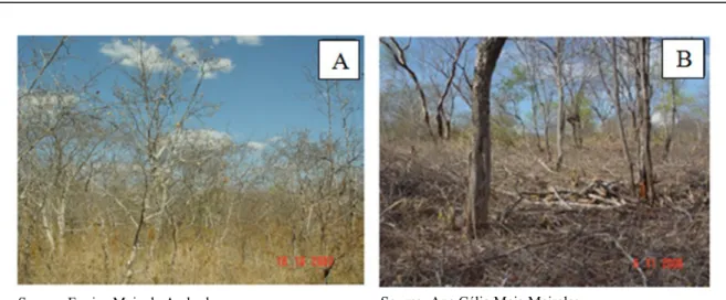 Figure 3. Partial view of the experimental watershed vegetation in the dry season before (A) and after (B) thinning