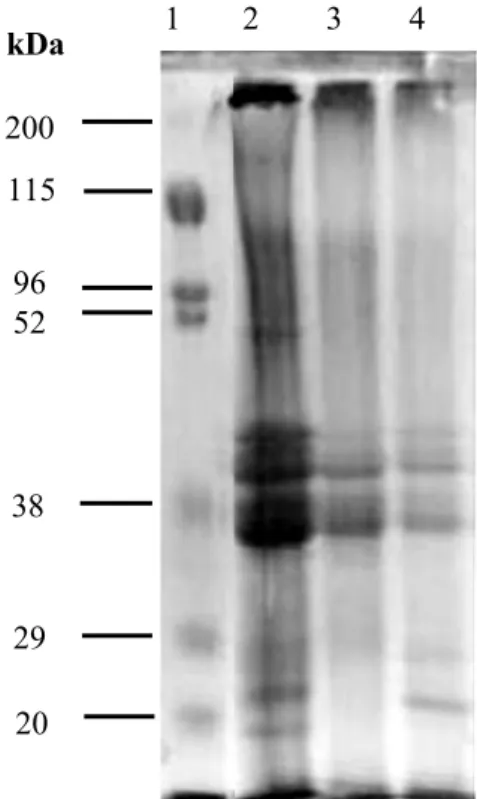 Figure  1. Polyacrylamide  gel  electrophoresis  (10%  SDS-PAGE)  of  raw  whole  seed  cowpea  and  its protein  isolate  with  (HPI) and without (NHPI) heating
