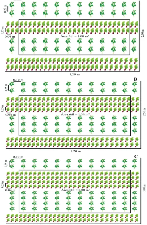 Figura 1: Representação gráfica das parcelas experimentais nos arranjos espaciais 2:2 (a), 3:3 (b) e 4:4 (c), no sistema de cultivo consorciado de beterraba (   ) com caupi-hortaliça (   ).