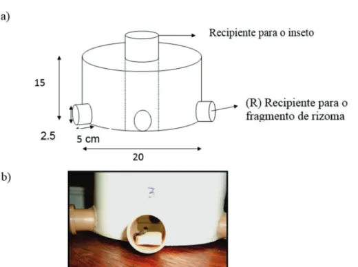 Figura 1. Arena de múltipla escolha (a) demonstrando o recipiente com fragmento de rizoma (b) ofertado para os adultos de Cosmopolites sordidus (Coleoptera: Curculionidae).