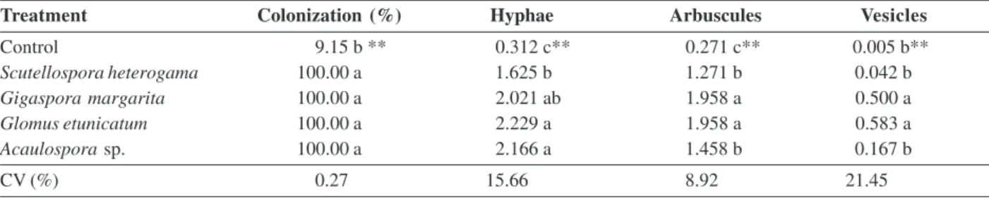 Table 6: Percentage of colonization, hyphae density and quantification of arbuscules and vesicles in roots of citrange ‘Fepagro C37 Reck’ rootstock submitted to the inoculation of four species of arbuscular mycorrhizal fungi (Scutellospora heterogama, Giga