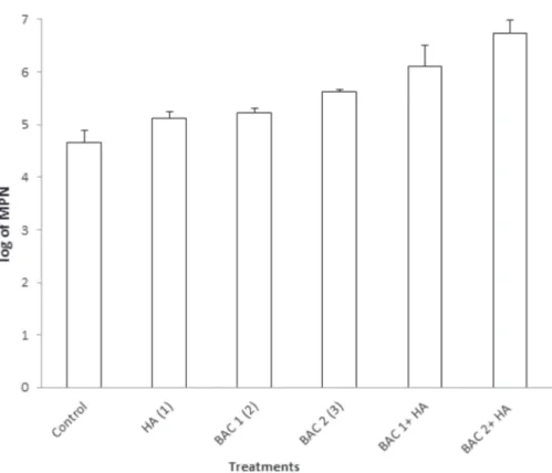 Figure 1: Log of the Most Likely Number (MPN) of bacteria per gram of maize seedlings in response to application of humic acids (HA), inoculation of bacteria (BAC), and use of humic acids and bacteria (HA + BAC).