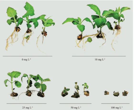 Figure 2: Regressions for emergence time (A) and emergence speed index (B) of yacon plantlets subjected to different concentrations of aluminum in sand substrate, in controlled environment.