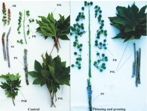Figure 2: Vegetative and reproductive development of castor plant (Hybrid 18) as affected by thinning and pruning in Botucatu, SP, Brazil.