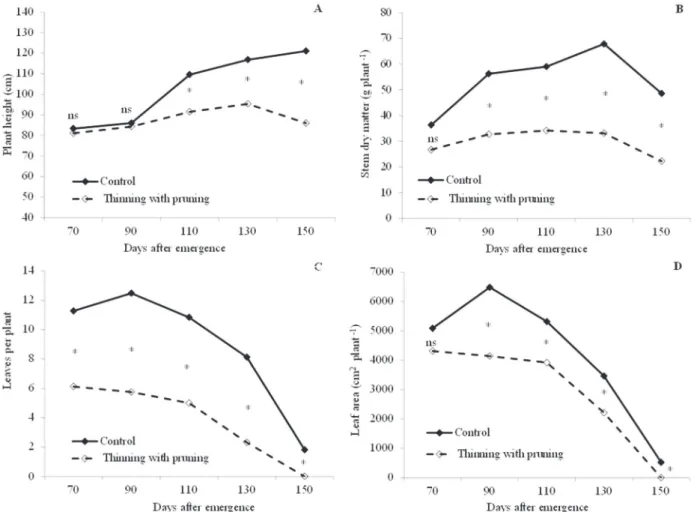 Figure 3: Castor bean plant height (A), stem dry matter (B), number of leaves (C), and leaf area (D) per plant, as affected by thinning and pruning in Botucatu, SP, Brazil.