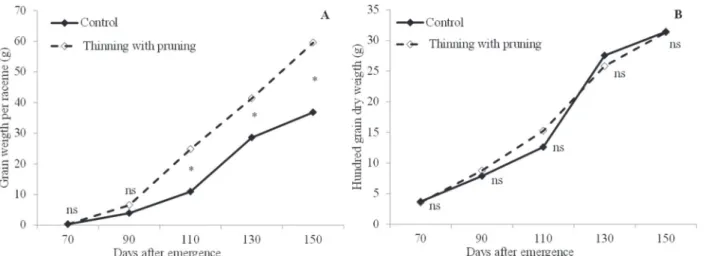 Figure 5: Grain weight per raceme (A) and hundred grain dry weight (B) of castor bean plants, as affected by thinning and pruning in Botucatu, SP, Brazil.